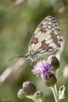 Altro scatto, con sfondo peggiore ma compo migliore (spero), della stessa Melanargia G.

f/8, 1/250s, ISO 200, Exp -1, Flash 1/32, Mano libera

[url=http://postimage.org/image/5khg3509b/full]Versione 2400px[/url]