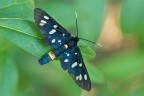Syntomis phegea