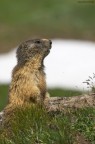 Marmotta al Parco Nazionale Gran Paradiso

canon eos40d - sigma 150-500

ISO: 400
compensazione ev: -1
AV: f9
TV: 1/2000