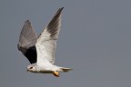 Inseguendo il Nibbio Bianco