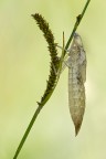 Exuvia di Odonata