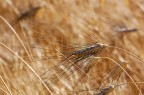 grano