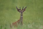 canon 7d sigma 120/400 f/5.6 ISO-1600 1/500sec