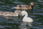 f 8  1/1000
iso 200   70-300@300mm