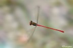 Ceriagrion tenellum in volo