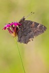 Aglais io