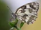Nikon D7000 - Sigma 105 Macro - f/5,0 1/200 +0,33 Iso 400
http://img88.imageshack.us/img88/402/712pt.jpg