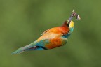 Presa al volo