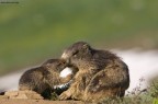 Parco Nazionale Gran Paradiso - Marmotte

Mattina presto...i primi raggi del sole illuminano e riscaldano le verdi praterie del parco e loro possono uscire dalle tane con i piccoli e possono dedicarsi oltre ai giochi anche alle coccole.

Canon eos40d - Sigma 150-500
ISO 400
AV: f9
TV: 1/800
compensazione ev: -1