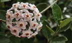 uno stupendo fiore molto geometrico..