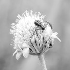 florofobia