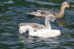 f 8   1/1250

iso 200   70-300@300 mm

priorit diaframmi

eos 60D
