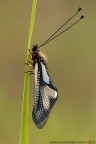 Libelloides coccajus (Denis &amp; Schiffermuller, 1775)