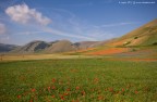 Fioritura