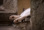 Gatto - 1