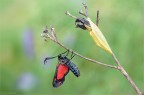 non in cattivit!
Zygaena filipendulae (Linnaeus, 1758)
Lepidoptera Zygaenidae

Nikon D7000- Sigma 180 macro-f 18-1/3 sec-iso 100- ev-0.3

per vedere meglio:
http://img69.imageshack.us/img69/8002/zygaenafilipendulaess11.png