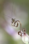 questa primavera ho trovato tanti di questi insetti sull'himantoglossum adriaticum, sono troppo simpatici