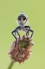 Neomochtherus geniculatus (Asilide)