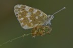 Pontia Edusa....ore 6.07 Pontia Edusa....ore 6.07