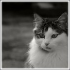 Micia