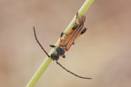 Questo e' il maschietto del Stenopterus ater :) 

Critiche e consigli sono molto graditi ed apprezzati

Un saluto a tutti,Tamara

40D,100mm L is,treppiede,plamp
f16,tv 1/2,iso 200

HR : http://img715.imageshack.us/img715/8751/img0115link.jpg