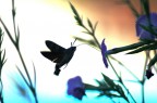 dipinto naturale
