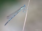 1/40-f/18-Iso 100
Sapete dirmi il nome di questa libellula.