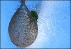 Splash