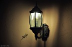 Attratta dalla Luce
