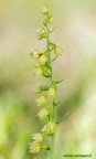 Canon 7D - Sigma 180mm f/3.5 EX DG HSM Macro - 1/200 - f/8 - ISO 200 - treppiede