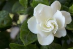 sezione aurea ..in fiore