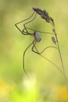 dati exif:  canon 50D 100mm 1/250 f6.3 iso 400 treppiede