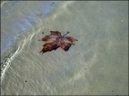 Non saprei spiegare, forse  solo la mia malinconia per l'autunno che mi fa notare una foglia sulla riva di una spiaggia... Chiss come ci  arrivata...