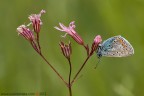 Polyommatus sp.

www.rossidaniele.com

Canon EOS 7D + Sigma 180mm f/3.5 EX DG HSM Macro
f16 - 1/8 - ISO 100
19.05.2012 ore 6.58
Suggerimenti e critiche sempre ben accetti
[url=http://www.rossidaniele.com/HR/_MG_2606copia-mdc-1500.jpg]Versione HR[/url]