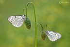 http://s5.postimage.org/gmxnljx9j/Aporia_cratagei.jpg

Canon 5D Mark II, Canon EF 300mm f/4.0 L IS USM, 1/25 f/13.0, ISO 400, treppiede