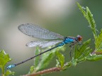 erythromma virudulum   Charpentier 1840