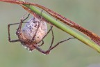 Aracnofobia (ragno con le uova)????