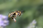 Sempre in volo