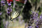 lavanda