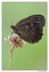 Abbronzatissima