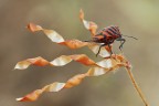 Uno scatto di qualche settimana fa'...Questo bell'esemplare di Graphosoma lineatum italicum si e' prestato ben volontieri per qualche scatto

Critiche e consigli sono molto gradite ed apprezzate

HR: http://img59.imageshack.us/img59/3338/img0132link.jpg

Un saluto a tutti,Tamara

40D,100mm L is,treppiede,plamp,scatto remoto
f16,tv 1/6,iso 200