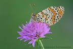 Melitaea didyma