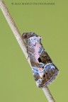 Elaphria venustula