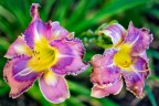 Fuji Xpro-1 + XF 35mm F1.4

F-Stop : F 1.4
Iso : 400
Tempo Esp : 1/800

il motivo per cui non ho diaframmato e per tenere il senso di tridimensionale che mi davano i colori viola con i verdi, avevo paura di perdere questo effetto se lo sfondo fosse diventato pi "nitido"

Consigli sono sempre ben accetti.