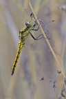 Libellula