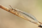 Macronemurus appendiculatus
