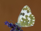 pontia edusa