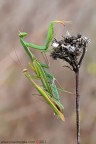 Mantis religiosa (Linnaeus, 1758)

www.rossidaniele.com

Canon EOS 7D + Sigma 180mm f/3.5 EX DG HSM Macro
f20 - 1/5 - ISO 100
08.10.2011 ore 9.23
Suggerimenti e critiche sempre ben accetti
[url=http://www.rossidaniele.com/HR/_MG_1701copia-mdc-1500.jpg]Versione HR[/url]