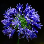 Fiore