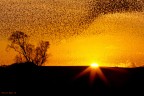 Pochi minuti di danze, 
tutti allo stesso ritmo,
nel mentre il sole chiude il suo ciclo.